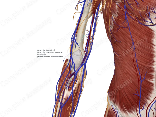 Brachialis Muscle Anatomy - Bodyworks Prime, image size:1200x800