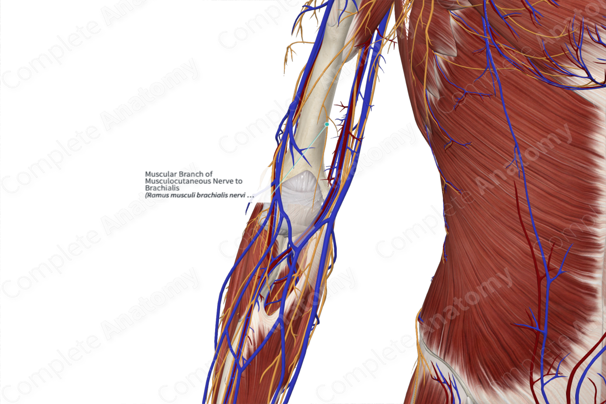 Muscular Branch of Musculocutaneous Nerve to Brachialis 