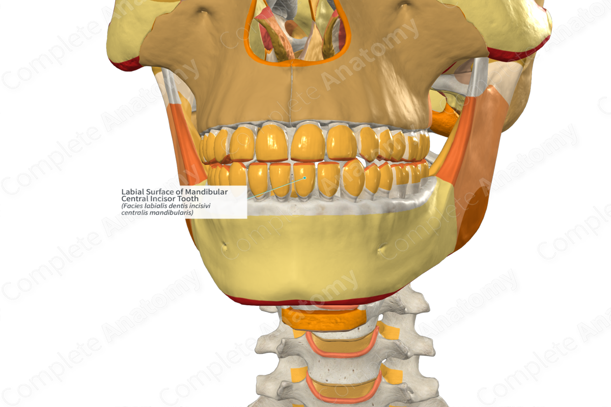 Labial Surface of Mandibular Central Incisor Tooth