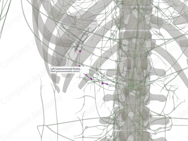 Left Gastroomental Nodes