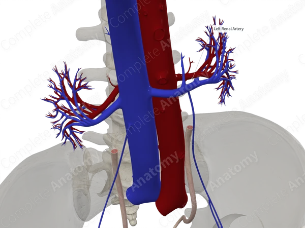 Renal Artery