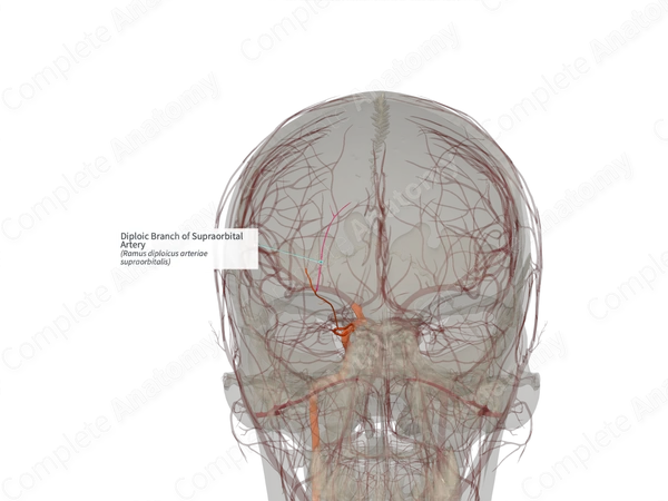 Diploic Branch of Supraorbital Artery (Left)