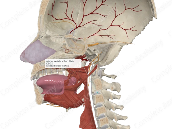Inferior Vertebral End Plate (C2-C3)