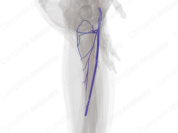 Deep Veins of Femoral Region (Left)