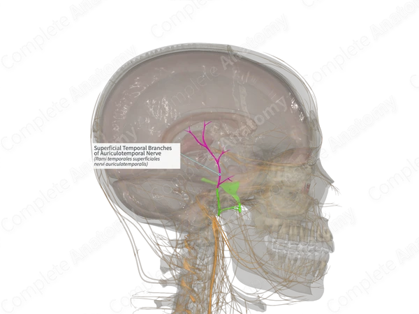 Superficial Temporal Branches of Auriculotemporal Nerve (Left)