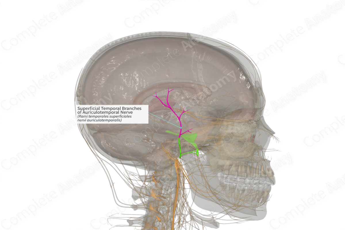 Superficial Temporal Branches of Auriculotemporal Nerve (Left)