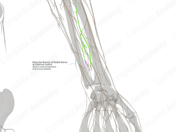 Muscular Branch of Radial Nerve to Extensor Indicis (Left)