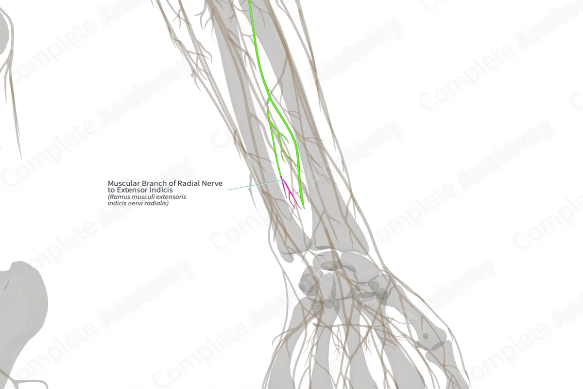 Muscular Branch of Radial Nerve to Extensor Indicis (Left)