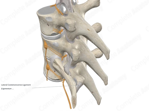 Lateral Costotransverse Ligament
