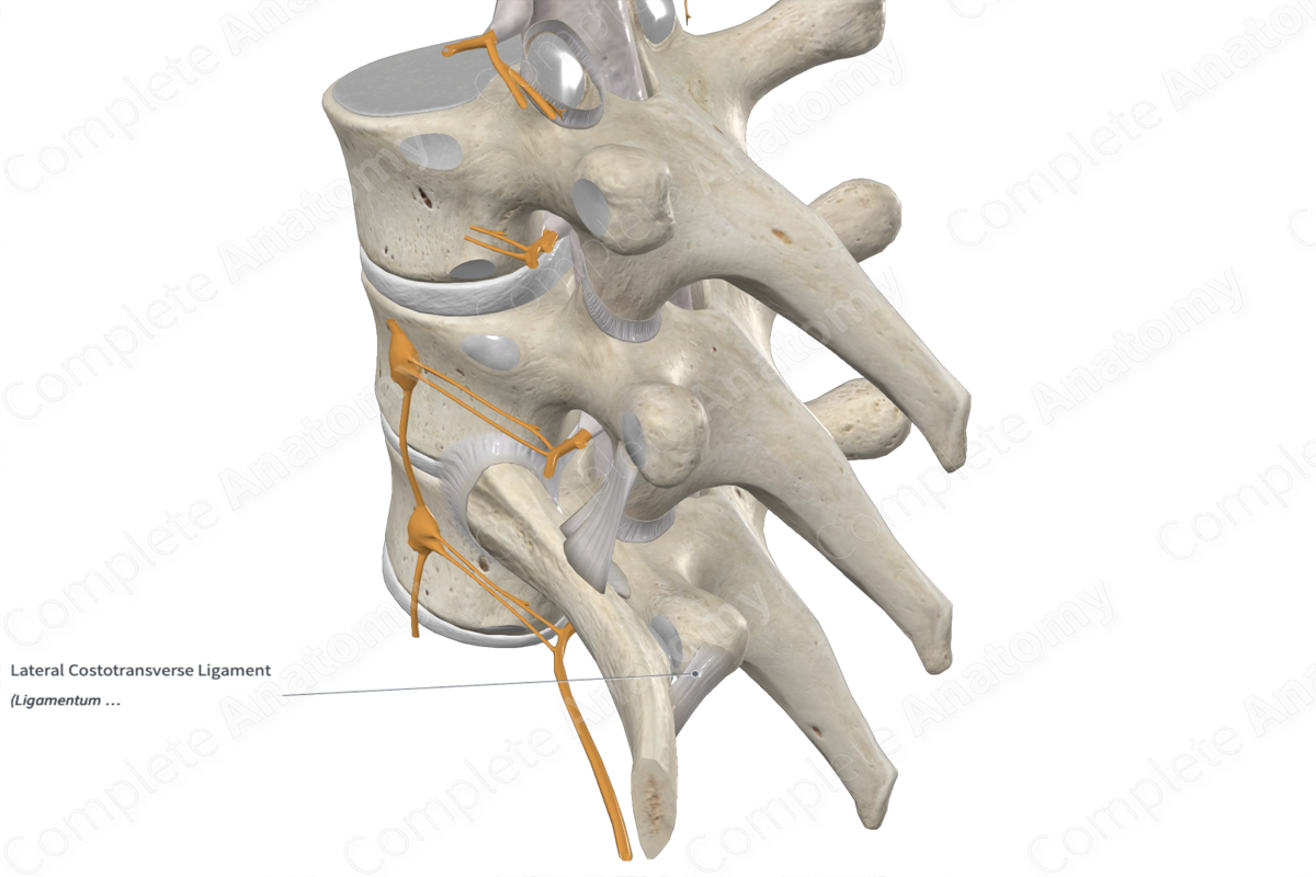 Lateral Costotransverse Ligament 