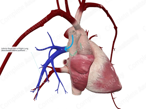 Inferior Basal Vein of Right Lung