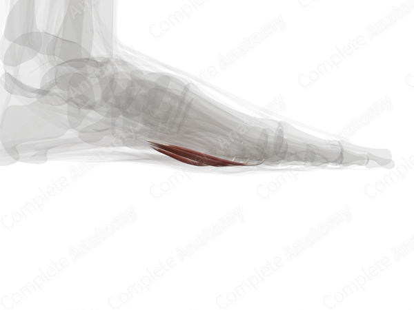 Lumbrical Muscles of Foot (Left)