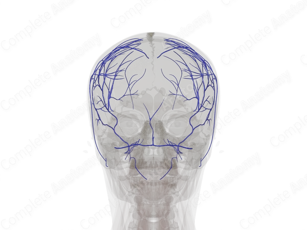 Veins of Meninges & Cranium