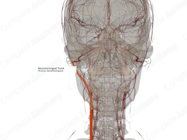 Neuromeningeal Trunk (Right)