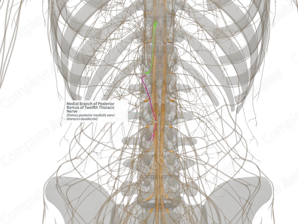 Medial Branch of Posterior Ramus of Twelfth Thoracic Nerve (Left)