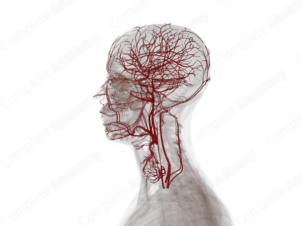 Arteries of Head & Neck