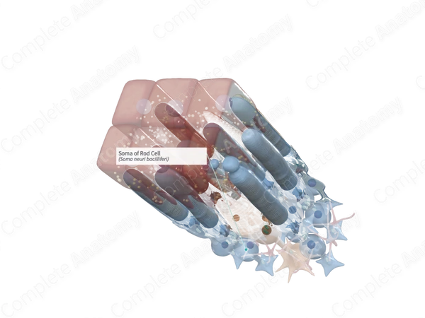 Soma of Rod Cell