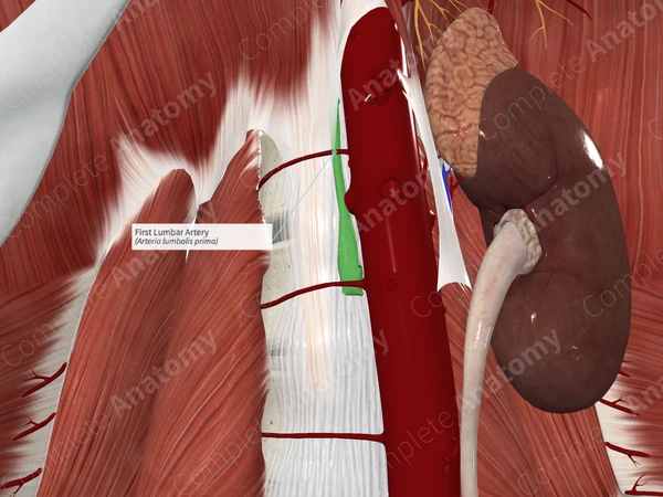 First Lumbar Artery