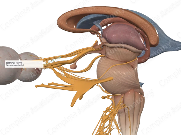 Terminal Nerve