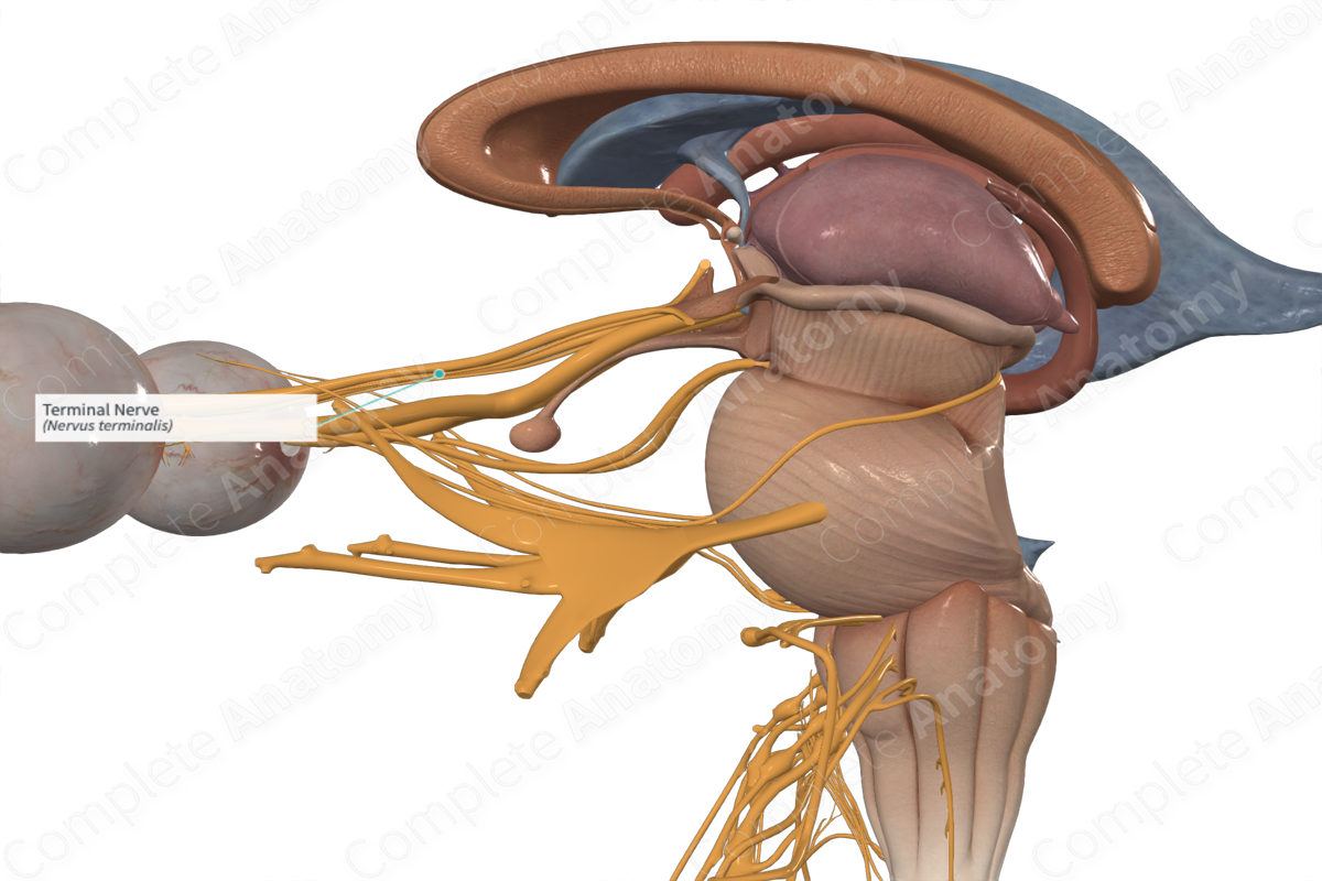 Terminal Nerve 