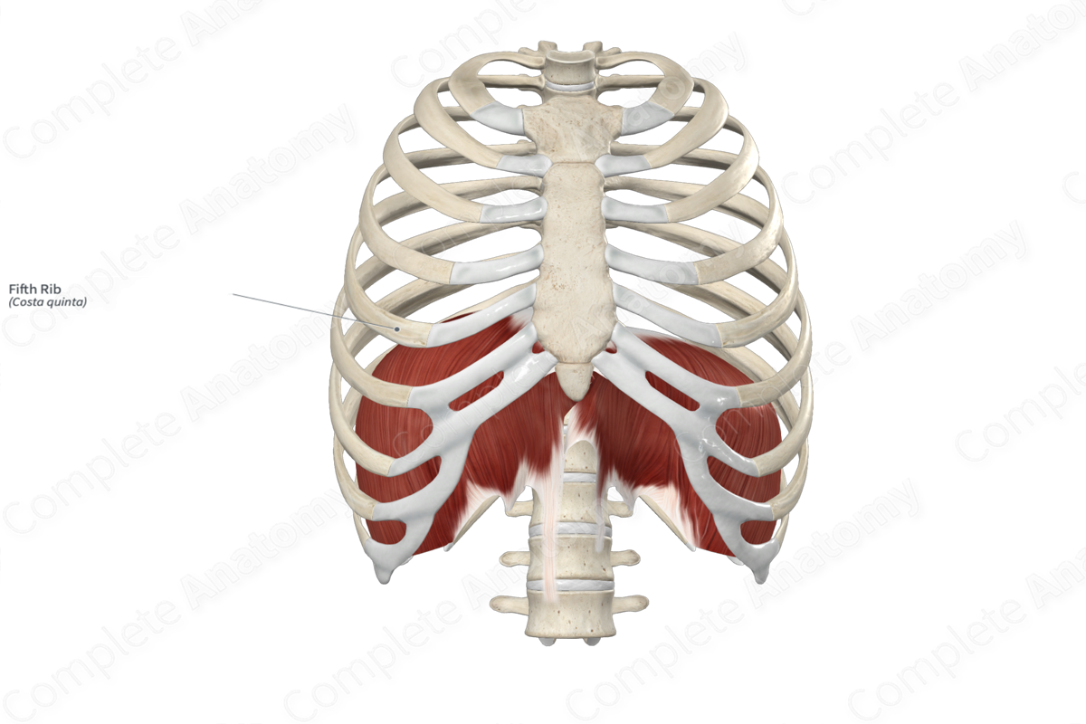Thoracic cage: Anatomy and clinical notes