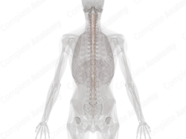 Spinal Arachnoid