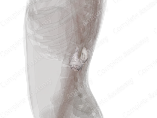 Elbow Joint (Left)