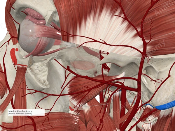 Inferior Alveolar Artery