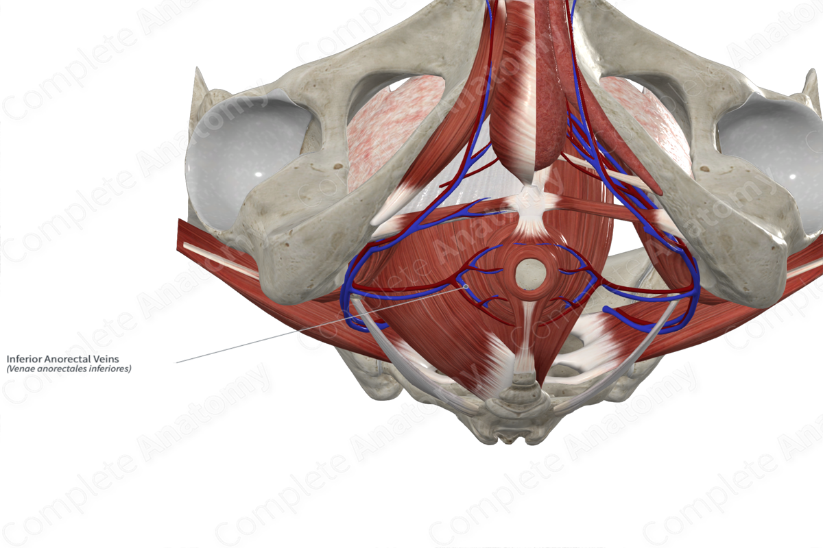 Inferior Anorectal Veins 