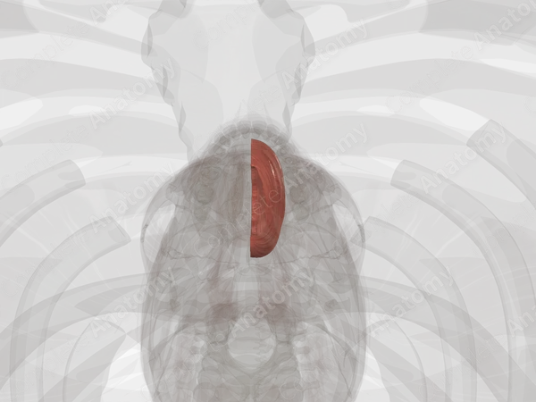 Intrinsic Muscles of Tongue (Left)