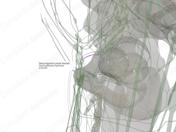 Deep Inguinal Lymph Vessels (Right)