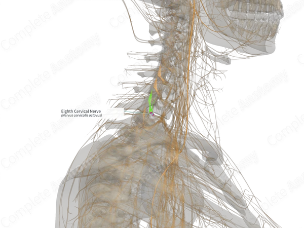 Eighth Cervical Nerve (Left)