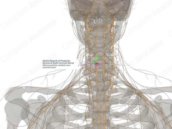 Medial Branch of Posterior Ramus of Sixth Cervical Nerve (Left)