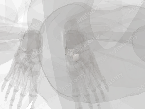 Talocalcaneonavicular Joint (Left)