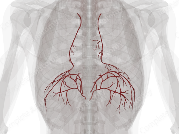 Arteries of Respiratory Diaphragm