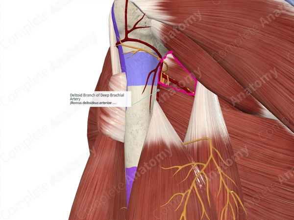 Deltoid Branch of Deep Brachial Artery