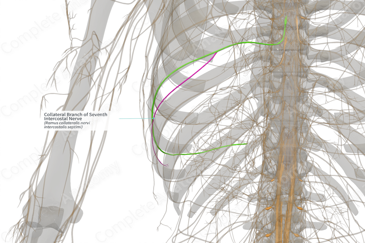 Collateral Branch of Seventh Intercostal Nerve (Right) | Complete Anatomy