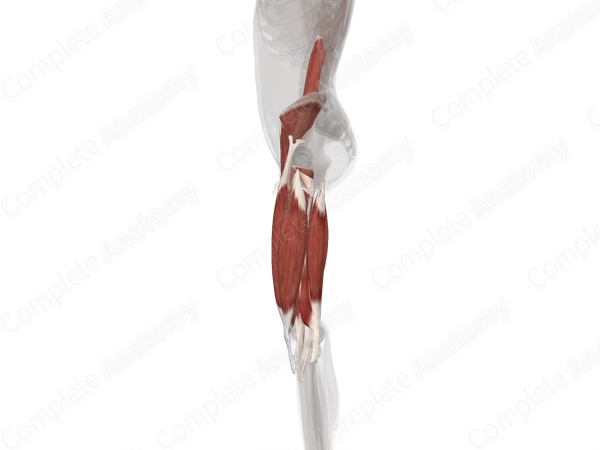 Muscles of Thigh (Left)