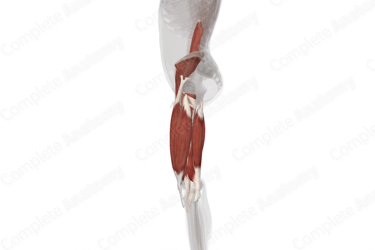 Muscles of Thigh (Left)