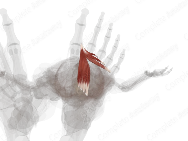 Adductor Hallucis (Left)