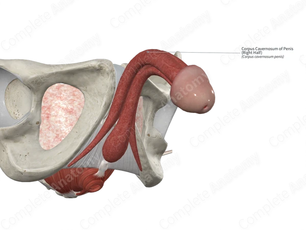 Corpus Cavernosum of Penis (Right Half)