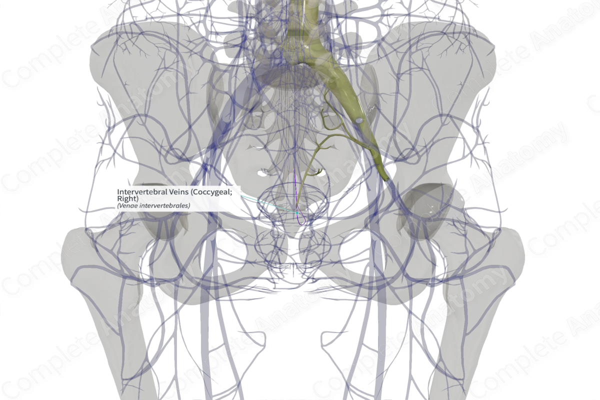 Intervertebral Veins (Coccygeal; Right) | Complete Anatomy