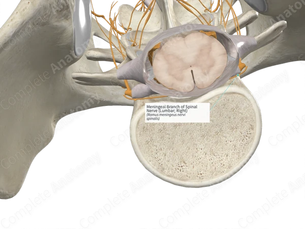 Meningeal Branch of Spinal Nerve (Lumbar; Right)