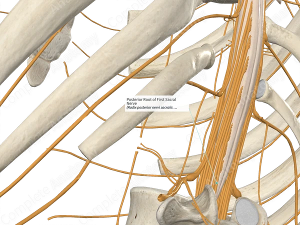 Posterior Root of First Sacral Nerve