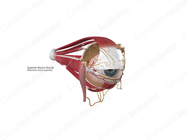 Superior Rectus Muscle