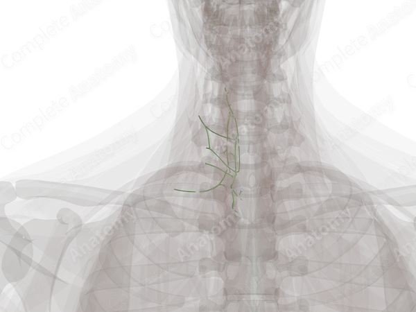 Anterior Cervical Lymph Vessels (Left)