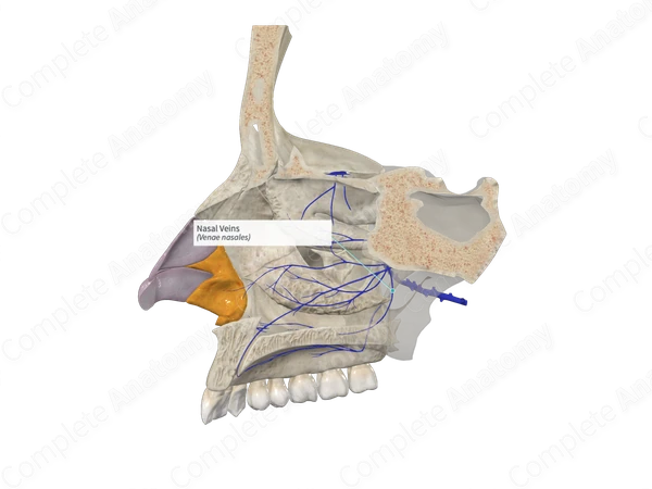Nasal Veins