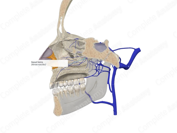 Nasal Veins