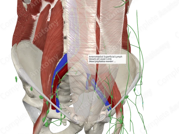 Anteromedial Superficial Lymph Vessels of Lower Limb