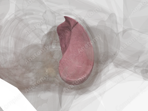 Left Lung